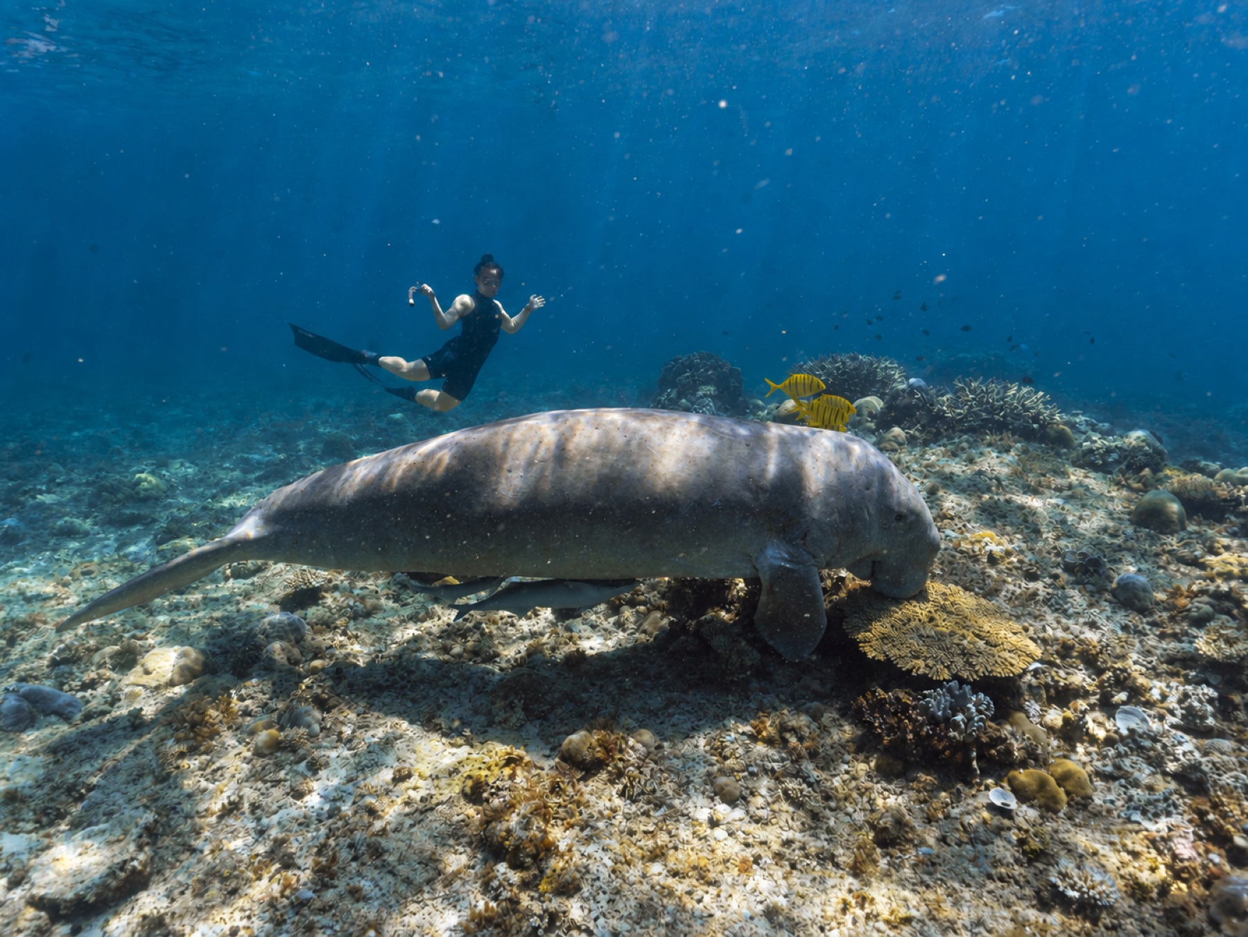 Freediver observing a dugong over a tropical reef
